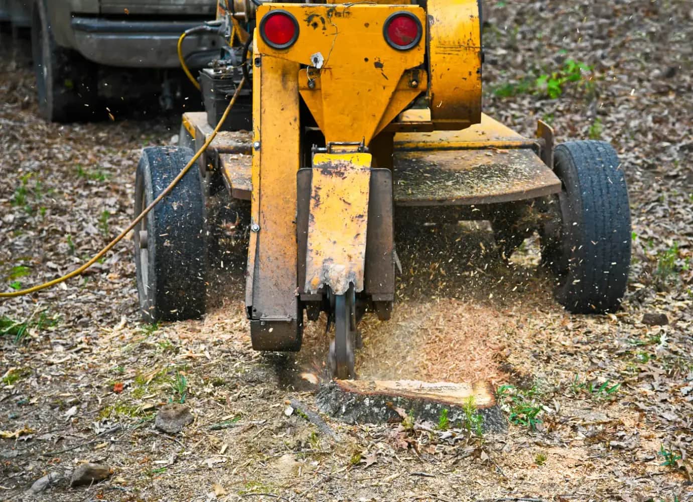 Richmond TreeWorks tree services in Richmond