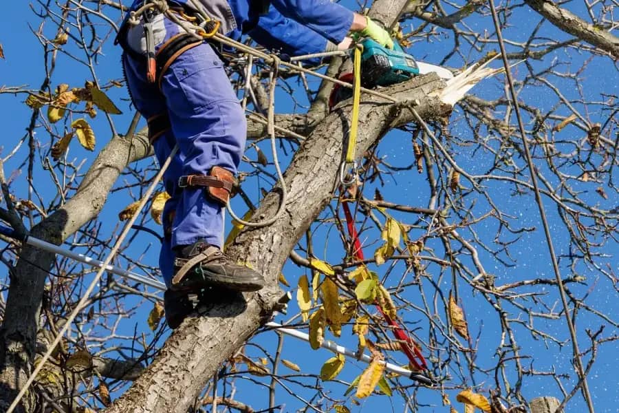 Arborist Services by Richmond TreeWorks in Richmond