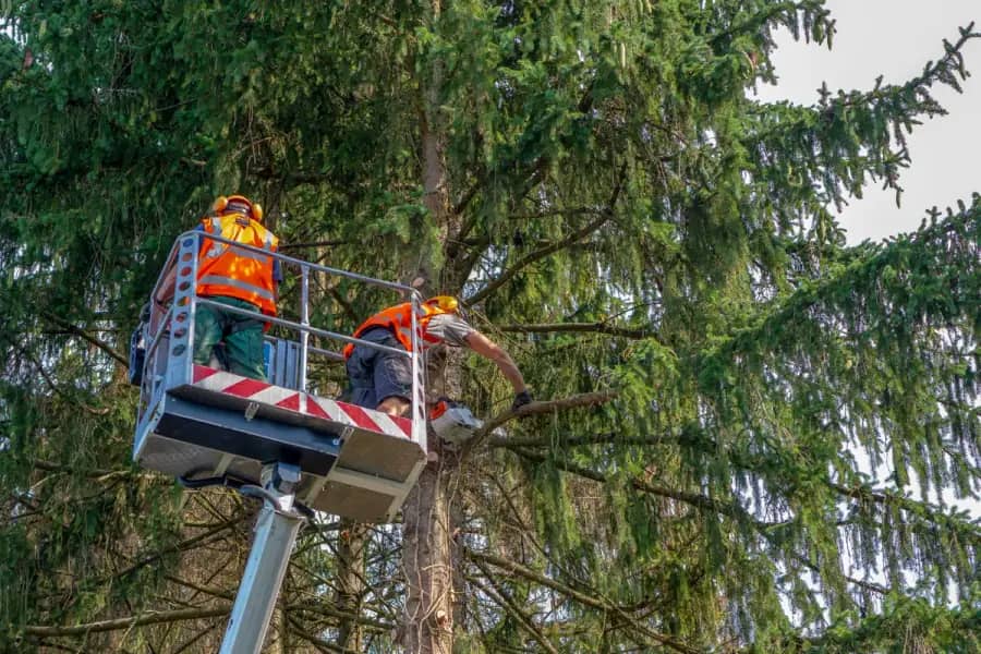 Commercial Tree Care by Richmond TreeWorks in Richmond