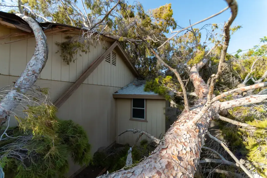 Fallen tree after storm damage — emergency tree service in Richmond