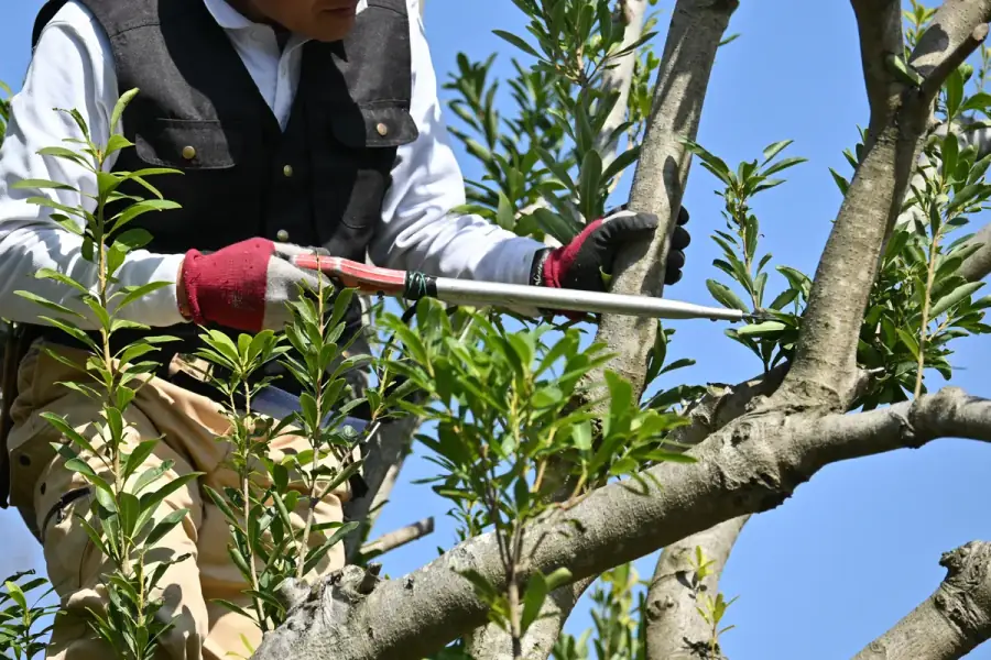 Tree Trimming by Richmond TreeWorks in Richmond
