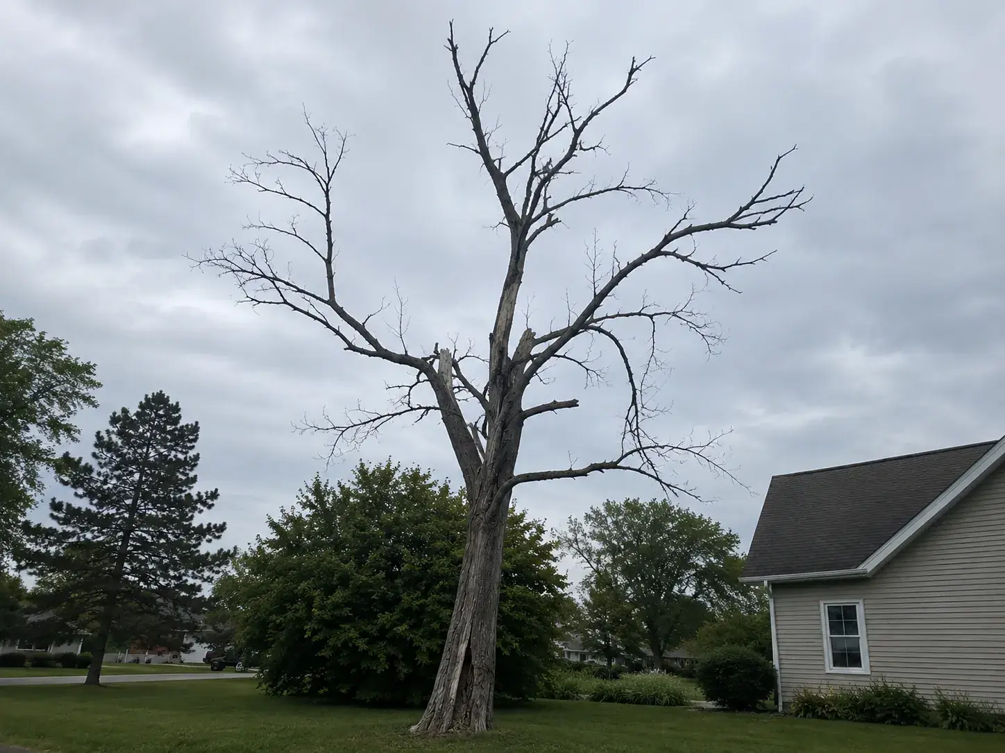 Richmond yard tree with a split union and thinning upper canopy